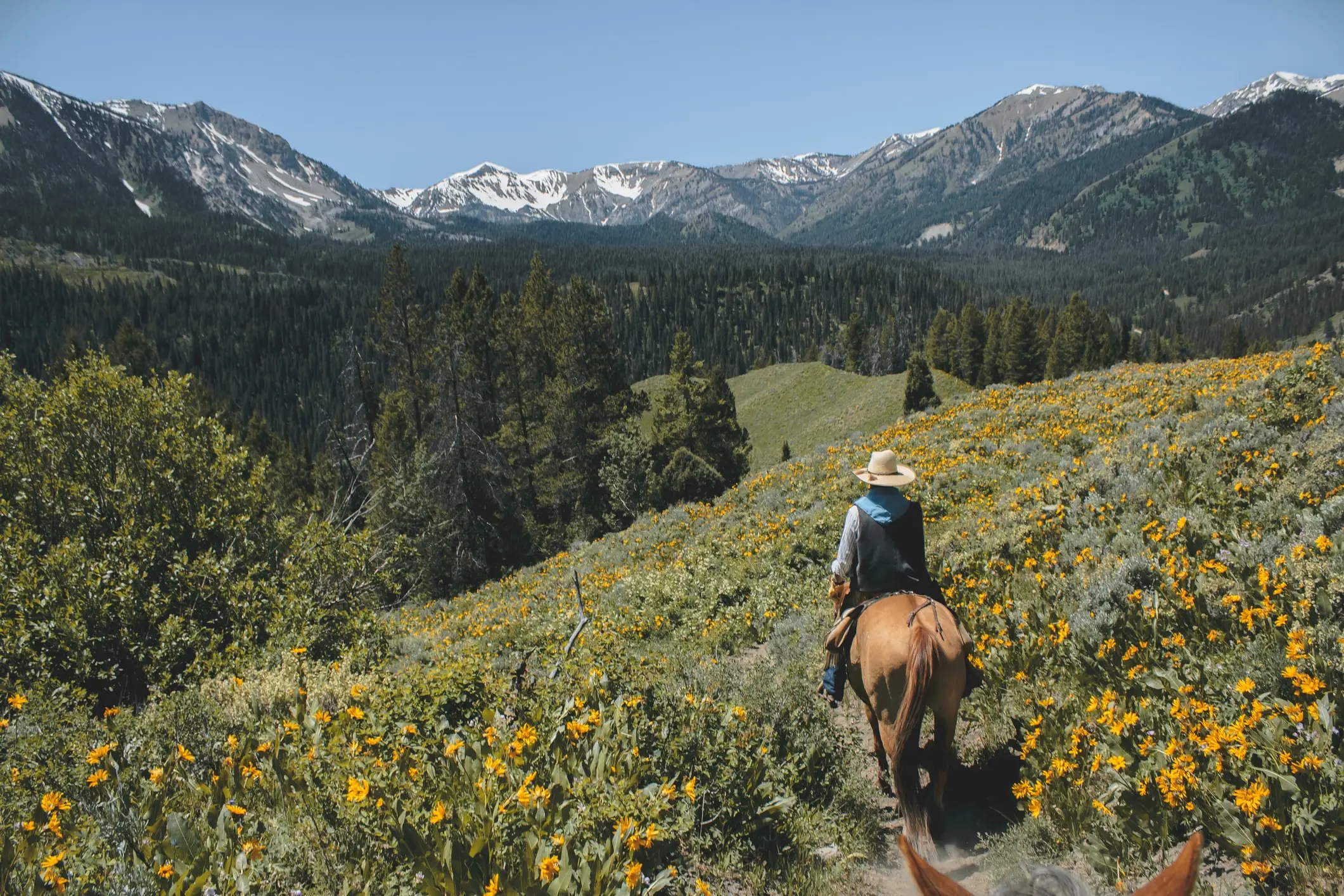 A person horseback riding through the mountains, surrounded by yellow flowers